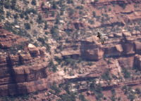 Peregrine Falcon 1754